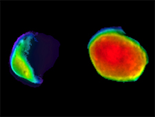 Three views of the Martian moon Phobos