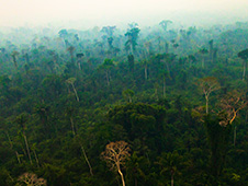 The Amazon rainforest