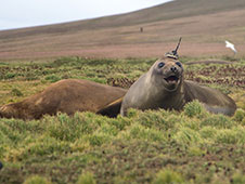 Seals