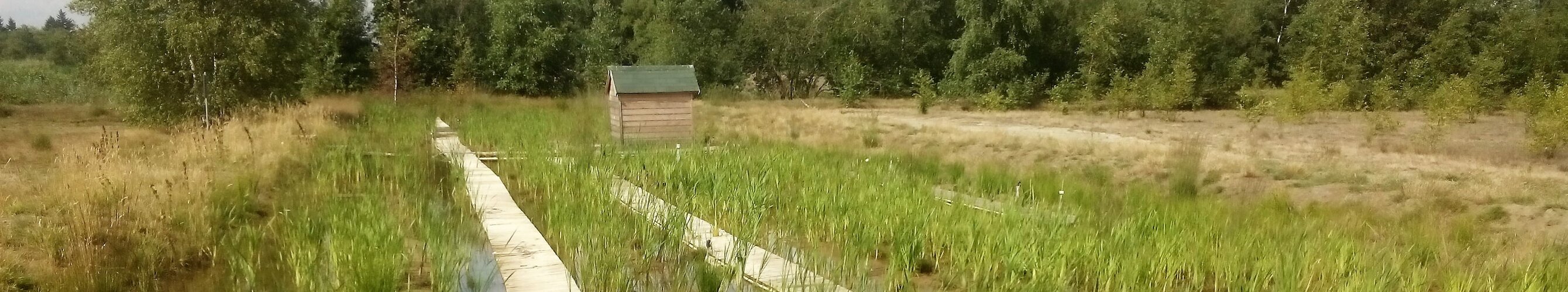 Plant-powered sensors wetlands research site