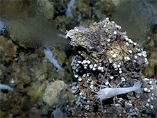 A seafloor vent called a white smoker