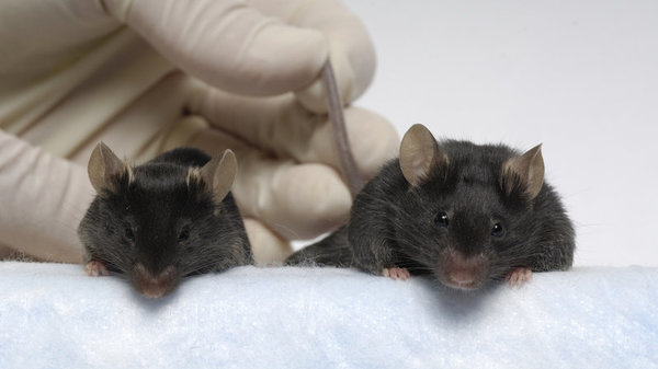 The mouse on the right has been engineered to have four times the muscle mass of a normal lab mouse. A drug to achieve the same effect was recently tested in space.