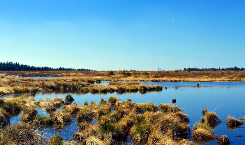 Wetlands