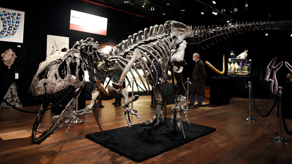 A skeleton of an allosaurus dinosaur on display at Drouot auction house in Paris in October. A new theory says the dinosaurs were killed by a comet fragment that originally came from the edge of the solar system.