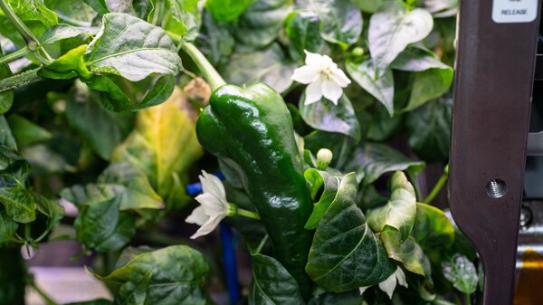 A hatch chile aboard the International Space Station