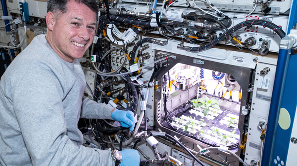 NASA astronaut Shane Kimbrough checks Hatch chile plants growing on the International Space Station earlier this year.