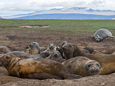 Female elephant seals basking