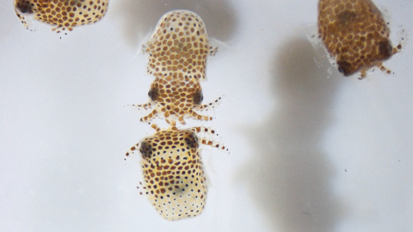 Juvenile bobtail squid swimming in seawater just after hatching.